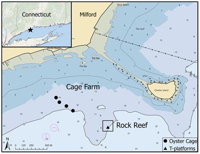 Territorial and occupancy behavior of black sea bass on oyster aquaculture gear and boulder habitat